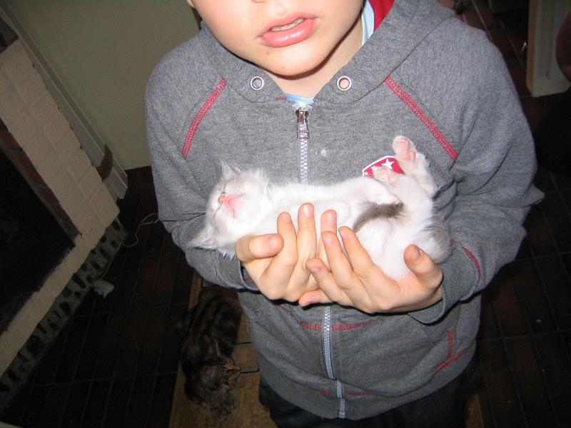 IMG_6473.JPG - Kaarina Toivosen luona tutustumassa Keijuun, ikää 8 viikkoa.