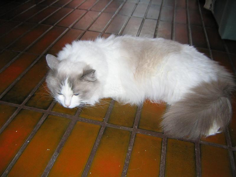 IMG_6476.JPG - Tässä Äiti-Hymy tarkkailee pentuja.