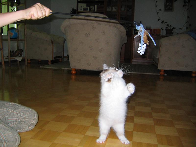 IMG_6513.JPG - Kotona ollaan, ikää 13 viikkoa. Taloon tutustumisen jälkeen olikin jo leikin aika.