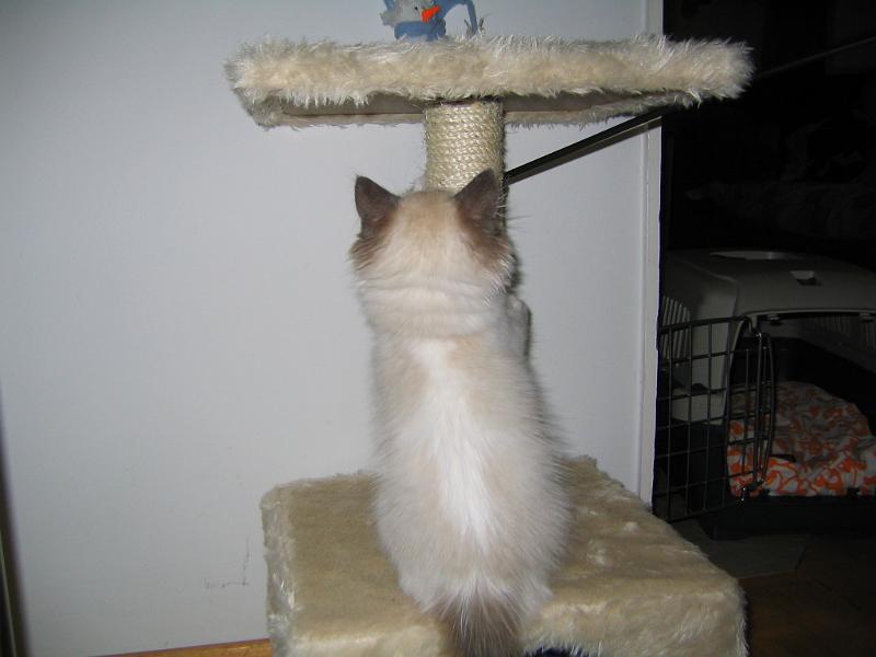 IMG_6516.JPG - Raapimispuutakin kokeiltiin heti. Toinen isompi puu oli vielä työn alla.