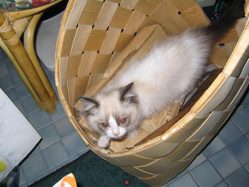 IMG_6540.JPG - Puukoppaan oli pakko päästä tutustumaan ja haistelemaan