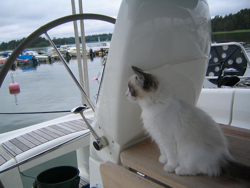 IMG_6549.JPG - Katsokaa Lokki!