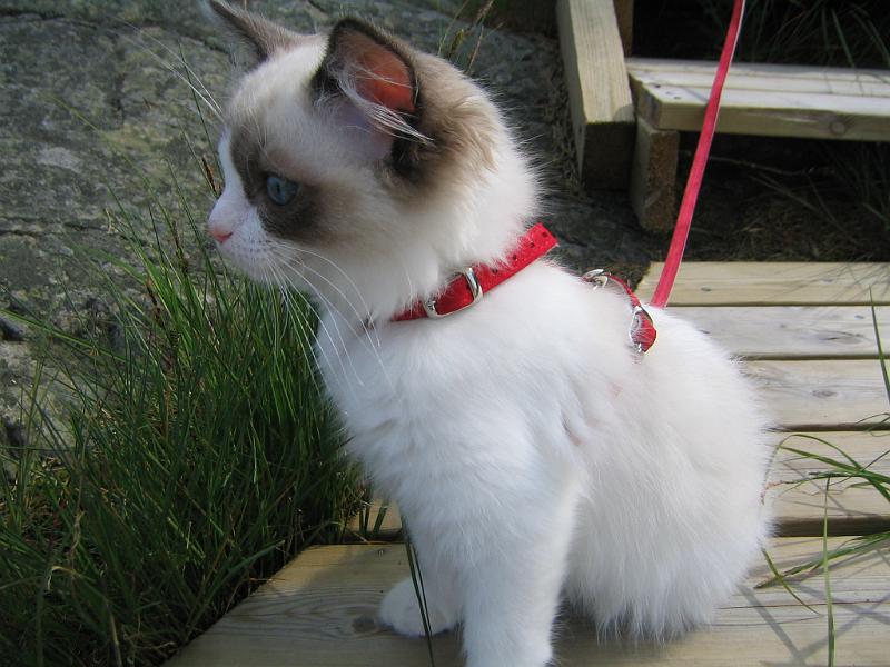 IMG_6578.JPG - Maailmassa monta on ihmeellistä asiaa...