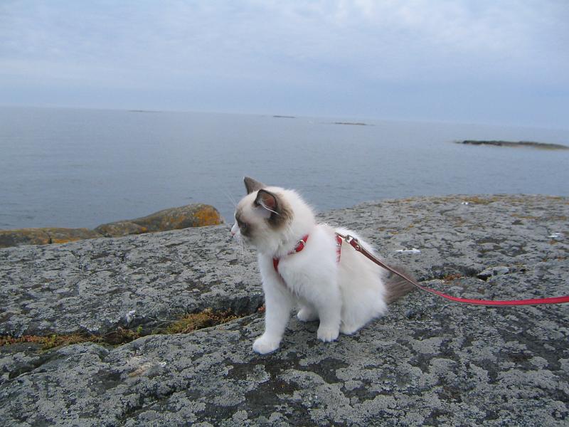 IMG_6584.JPG - Nyt hirvittää..olen aika korkealla ja tuulikin käy turkkiin..