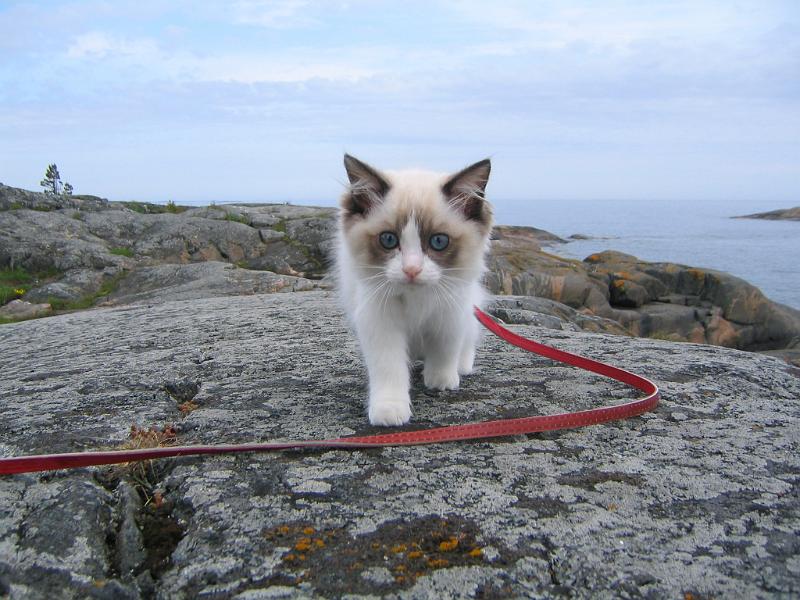 IMG_6588.JPG - Ota mut syliin, en jaksa enää kävellä