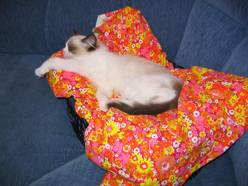 IMG_6608.JPG - Krooh.....