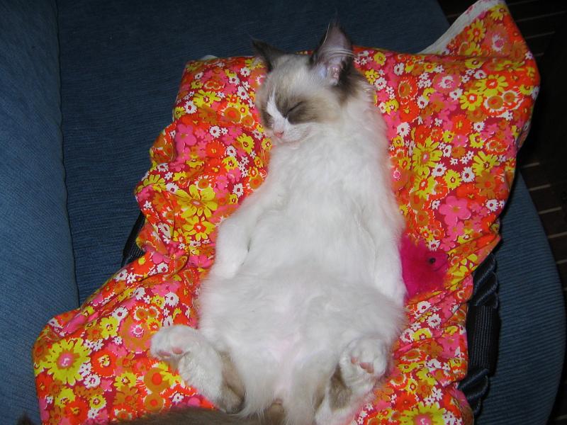 IMG_6619.JPG - Ja asennot vaihtuu mutta unet jatkuu..