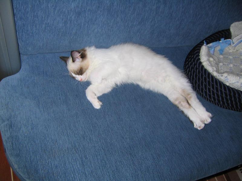 IMG_6661.JPG - Olenpa minä pitkä kisu..