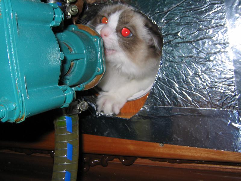 IMG_6726.JPG - Iskän tutkittua moottoritilaa häntä kurkkasinkin  toisesta reiästä tuttu hahmo... kaikki on pakko nähdä.