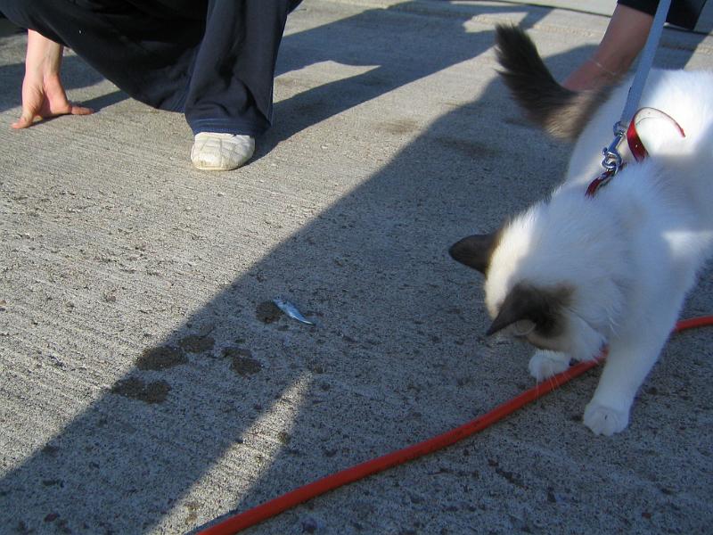 IMG_6743.JPG - Mikä ihme tuo on ja mitä sille pitäisi tehdä...märkää....