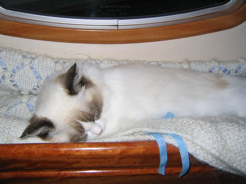 IMG_6765.JPG - Hyllylläkin nukkuminenkin  onnistuu..