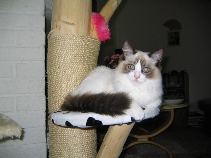 IMG_6799.JPG - Tulisko joku leikkimään mun kanssa