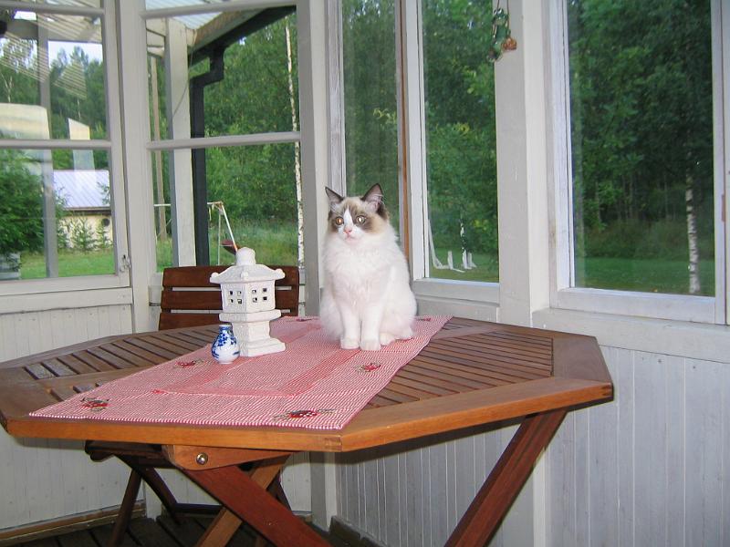 IMG_6807.JPG - Terassielämää