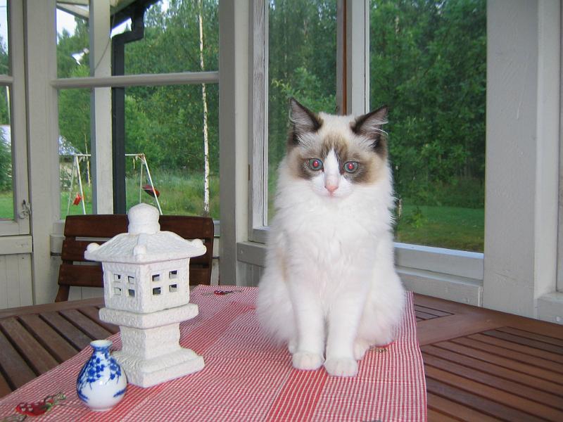 IMG_6808.JPG - Missäköhän kaikki ötökät on..