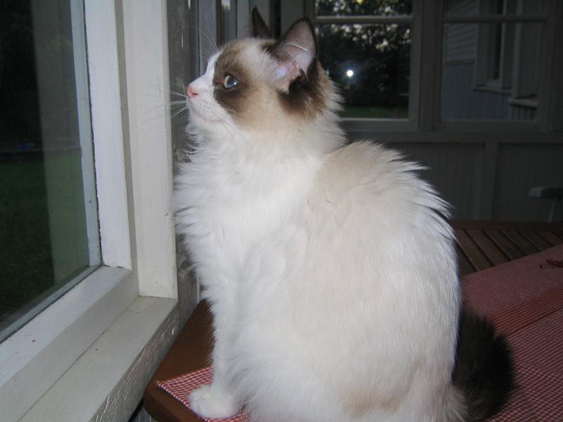 IMG_6811.JPG - Kyllä mä jaksan odotella