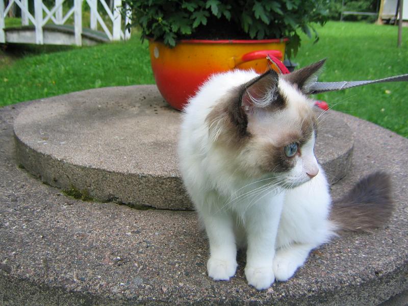 IMG_6818.JPG - Mikä toi on ?